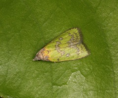 Doloessa viridis