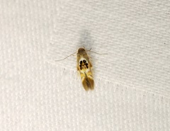 Hieromantis arcuata