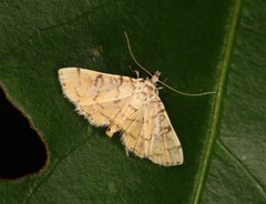 Lamprosema tampiusalis