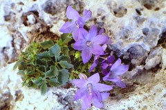 Campanula isophylla