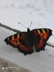 Aglais urticae