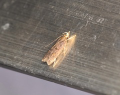 Pexicopia melitolicna