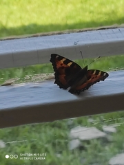 Aglais urticae