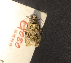 Phaecasiophora leechi