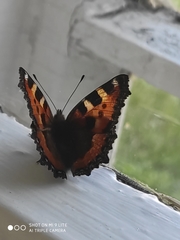Aglais urticae