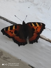 Aglais urticae