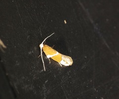 Promalactis longiuncata