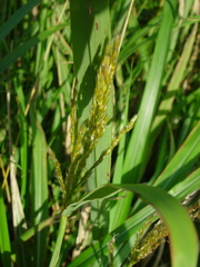 Miscanthus sacchariflorus