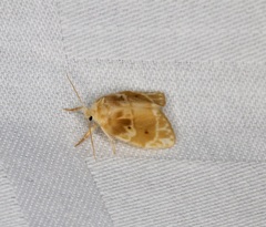 Schistophleps bipuncta