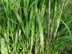 Miscanthus sacchariflorus
