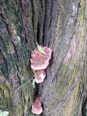 Fungi
