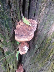 Fungi
