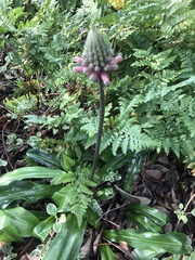 Veltheimia bracteata