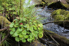 Micranthes nelsoniana aestivalis
