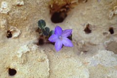 Campanula isophylla