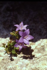 Campanula isophylla