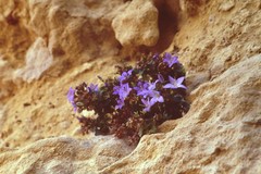 Campanula isophylla