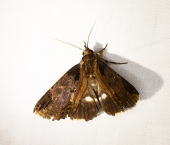 Ercheia cyllaria
