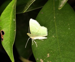 Idiochlora minuscula