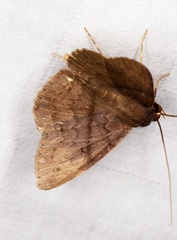 Mecodina bisignata