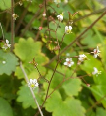 Micranthes nelsoniana aestivalis