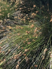 Juncus effusus austrocalifornicus