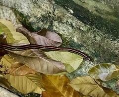 Oligodon octolineatus