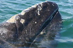 Cryptolepas rhachianecti