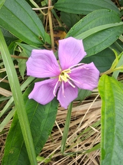 Melastoma malabathricum