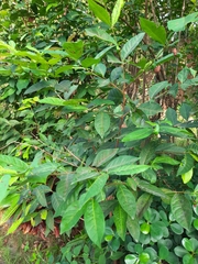 Syzygium polyanthum