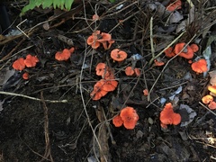 Cantharellus coccolobae