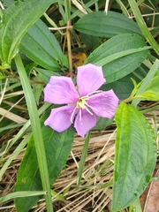 Melastoma malabathricum