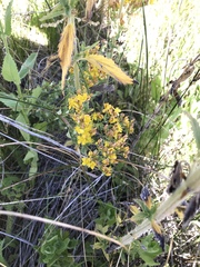 Hypericum scouleri
