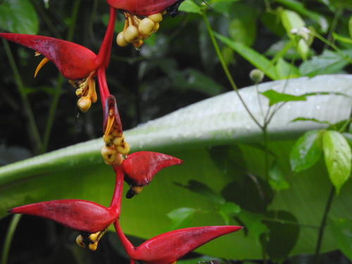 Image of Heliconia collinsiana by (c) Diana Fuentes, some rights reserved (CC BY-SA)