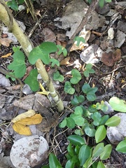 Aristolochia trilobata