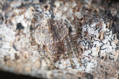 Dolophones testudinea