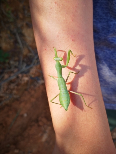 Giant Asian Mantis