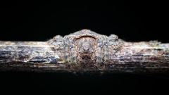 Dolophones testudinea