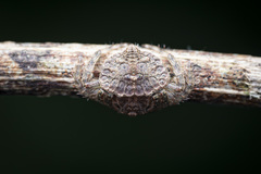 Dolophones testudinea