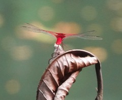 Urothemis signata insignata