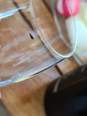 Myrmecina graminicola