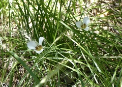 Calochortus bruneaunis