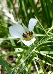 Calochortus bruneaunis