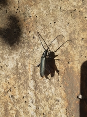 Aromia moschata moschata