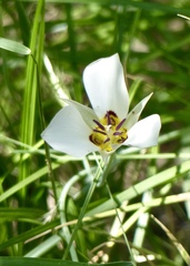 Calochortus bruneaunis