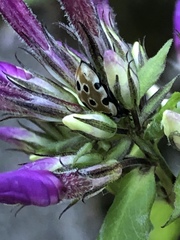 Anatis ocellata