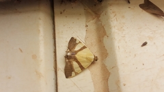 Eulepidotis julianata