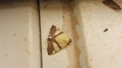 Eulepidotis julianata