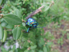 Poecilocoris splendidulus
