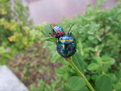 Poecilocoris splendidulus